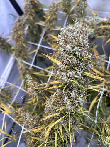 Growreport Bild 6