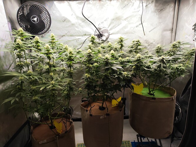 Growreport Bild 17