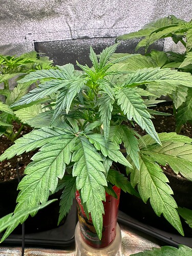 Growreport Bild 29