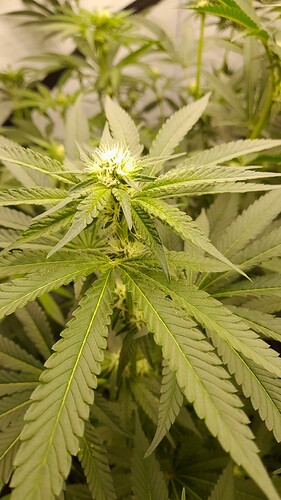 Growreport Bild 1