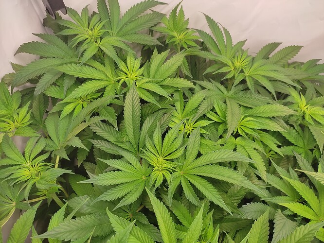 Growreport Bild 25