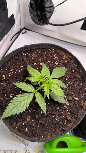 Growreport Bild 15