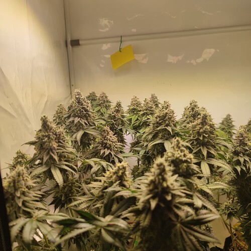 Growreport Bild 8