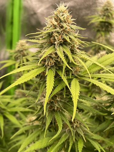 Growreport Bild 5