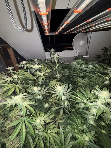 Growreport Bild 32