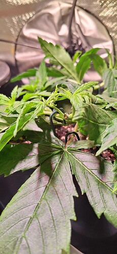 Growreport Bild 7