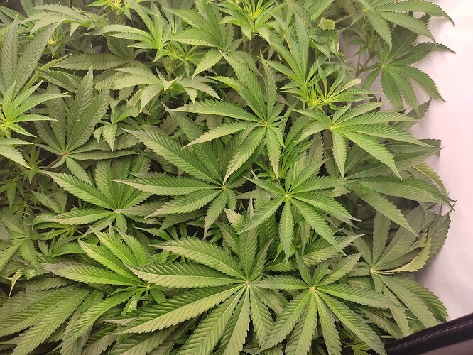 Growreport Bild 32