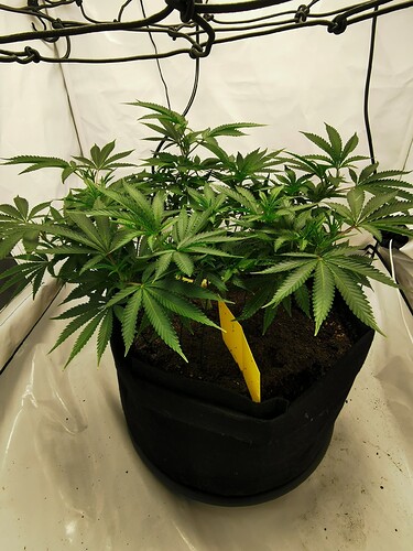 Growreport Bild 9
