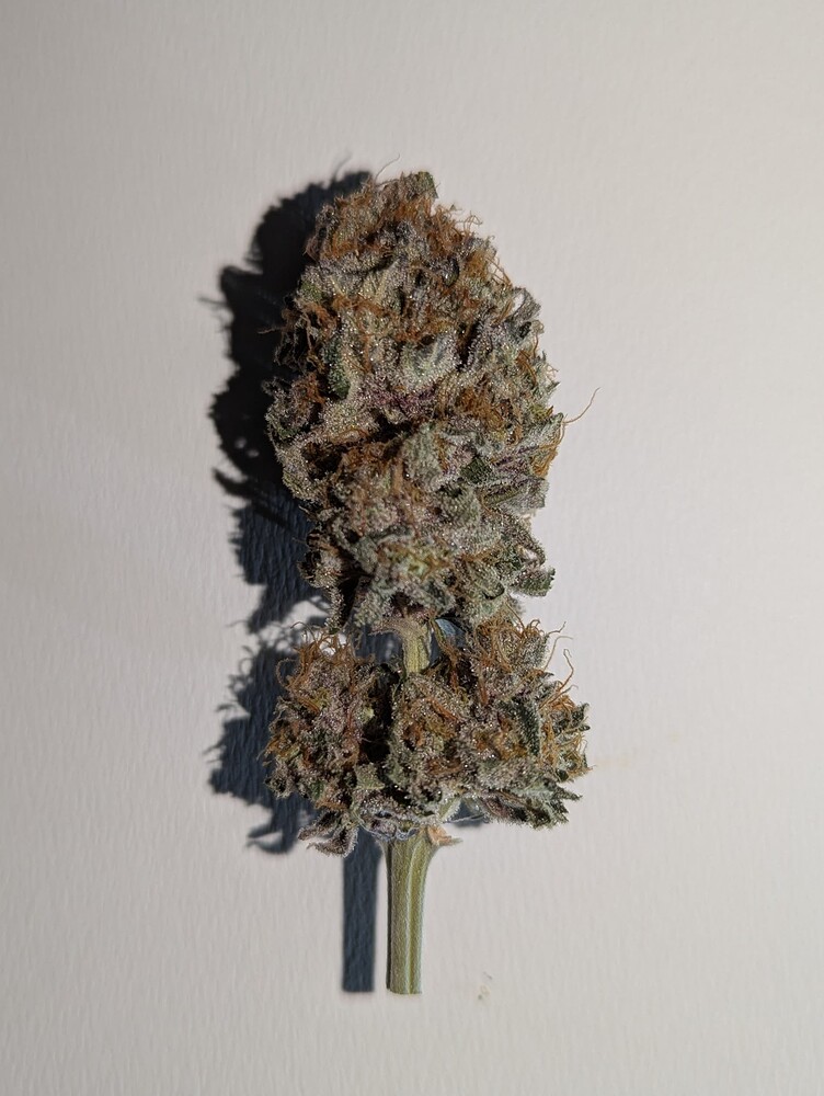 [Abgeschlossen] #1 Mini-Grow, Mega-Ertrag?!: 1x Northern Light alleine im 40x40 🎄