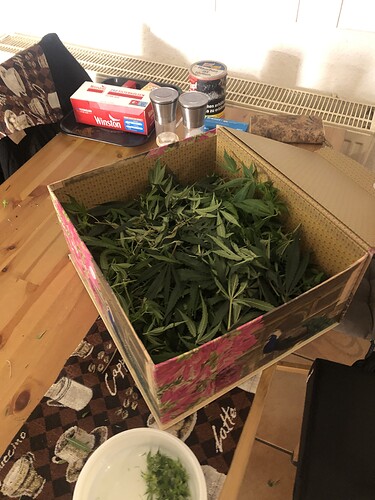 Growreport Bild 1