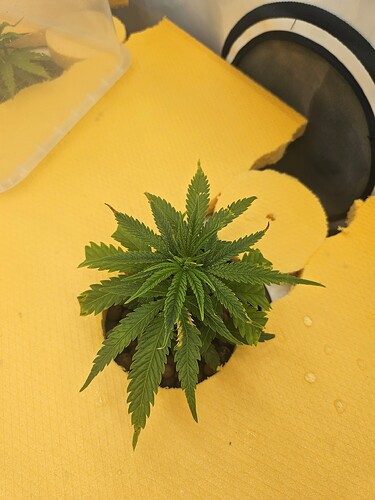 Growreport Bild 64