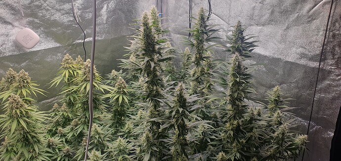 Growreport Bild 2