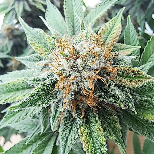 Growreport Bild 4