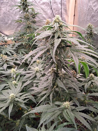 IMG20240621001636_BURST000_COVER