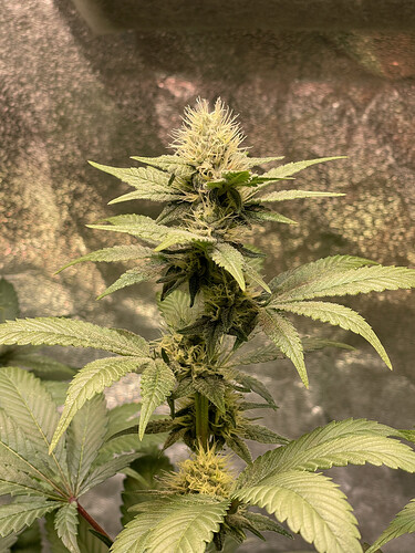 Growreport Bild 5