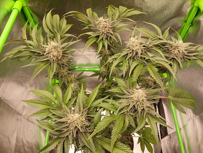 Growreport Bild 5