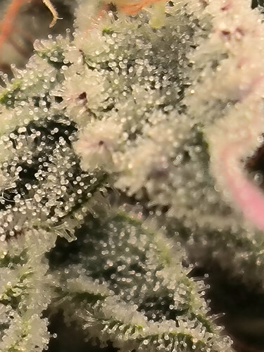 Growreport Bild 5