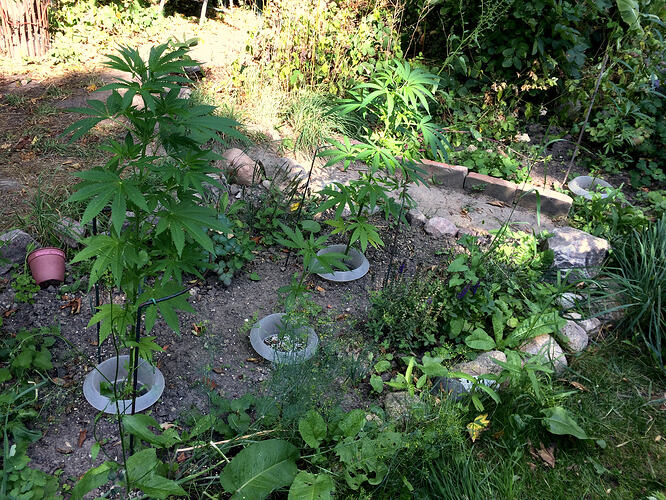 Grow26072309
