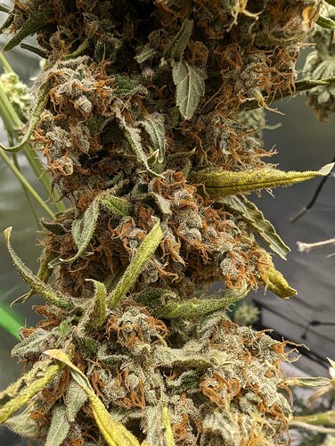 PXL_20240608_195836319