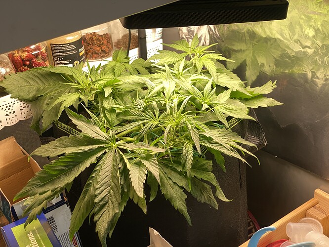 Growreport Bild 4