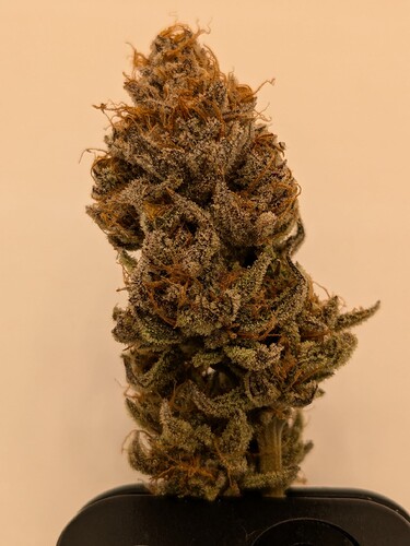 PXL_20240811_092821870