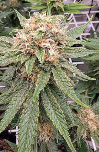 Growreport Bild 7