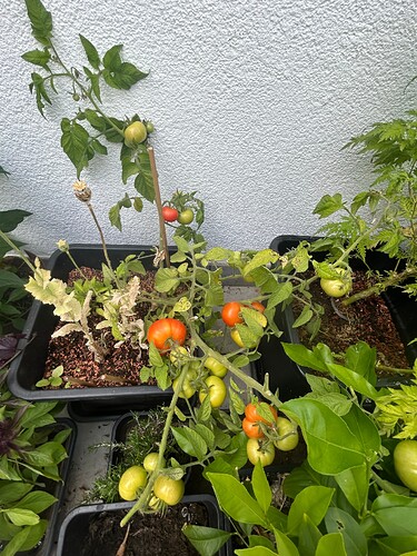 Growreport Bild 15