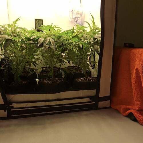 Growreport Bild 7