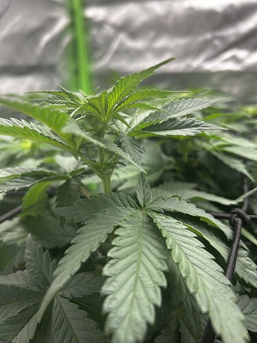Growreport Bild 1