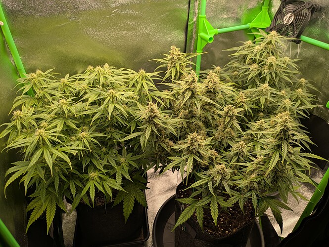 Growreport Bild 6