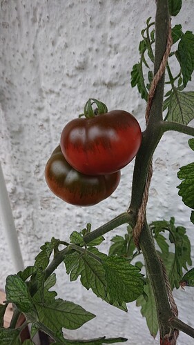 Growreport Bild 30
