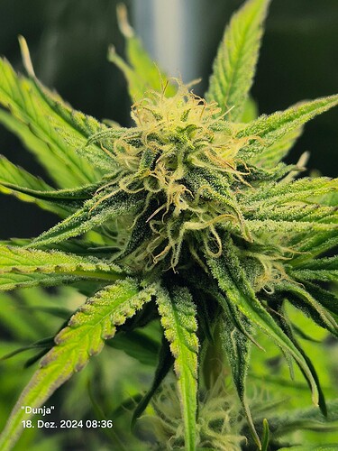 Growreport Bild 4