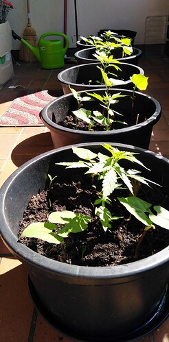 Growreport Bild 7