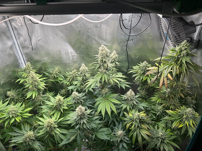 Growreport Bild 8