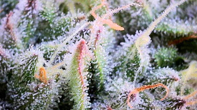 Nahaufnahme von Cannabis-Blüten mit starkem Trichombesatz und orangefarbenen Stigmen.