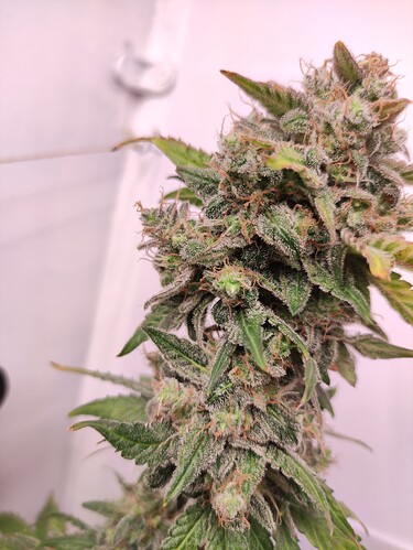 Growreport Bild 46