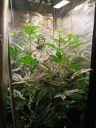 Growreport Bild 2