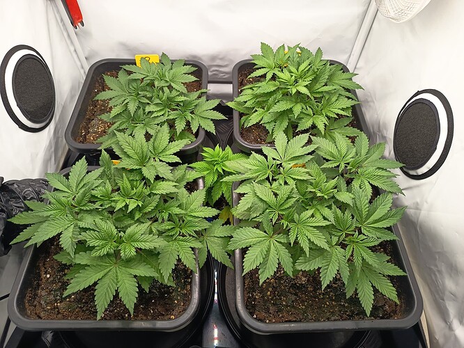 Growreport Bild 13