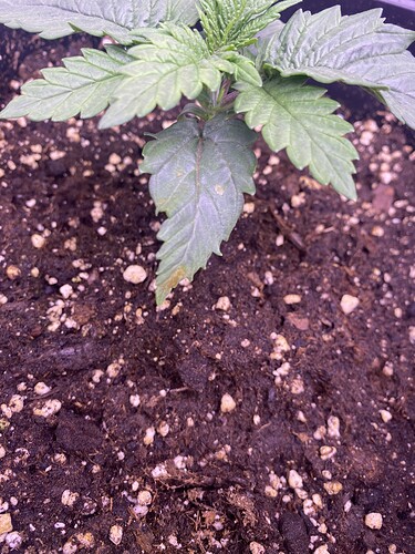 Growreport Bild 14