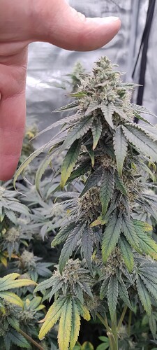 Growreport Bild 8