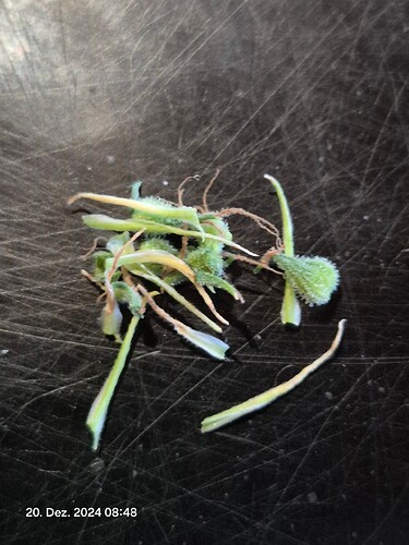 Growreport Bild 1