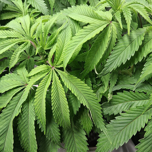 Sensi Skunk(1)02