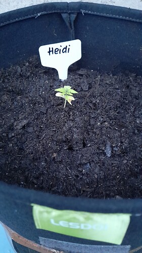 Growreport Bild 9