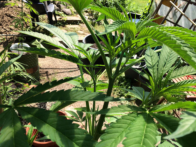 Grow26071204