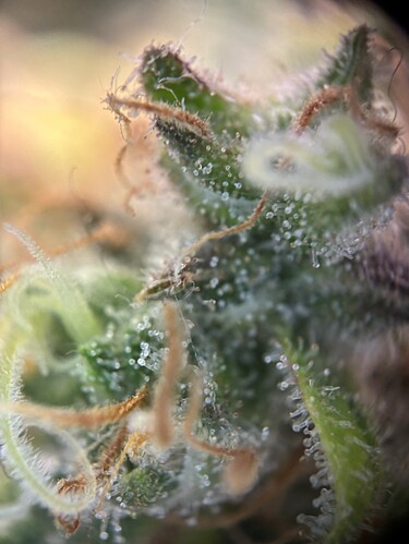 Growreport Bild 8