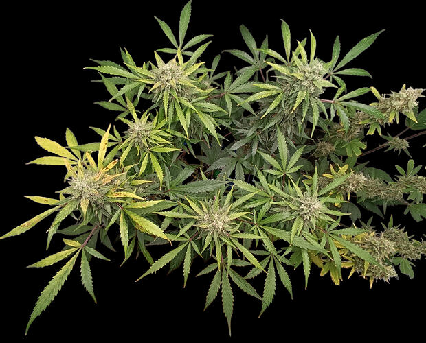 Growreport Bild 9