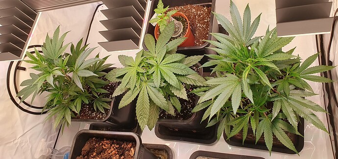 Growreport Bild 3