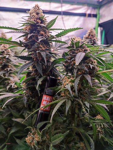 Growreport Bild 17