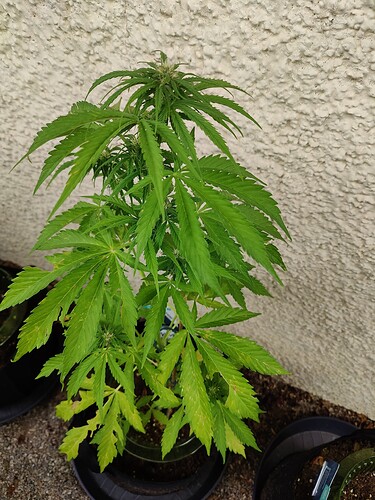 Growreport Bild 3