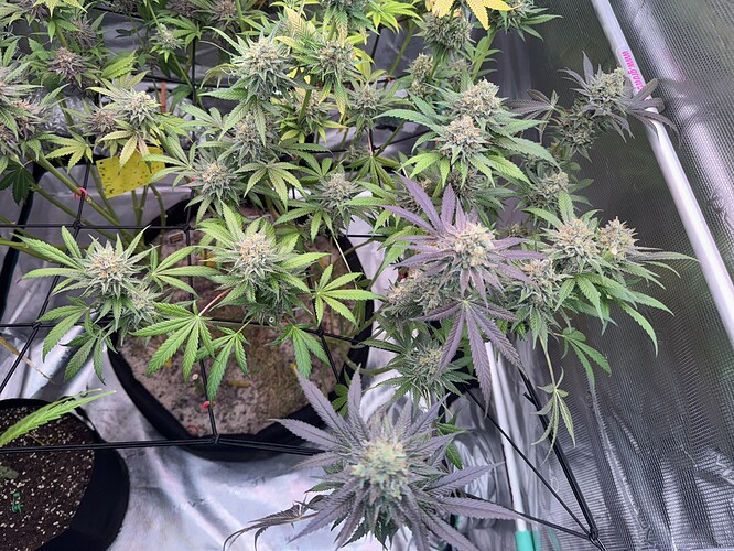 Growreport Bild 30